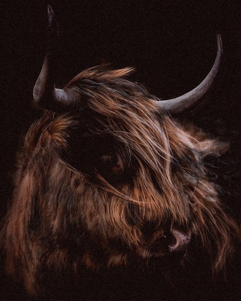 Moody Cow art print by Dan Meneely for $57.95 CAD