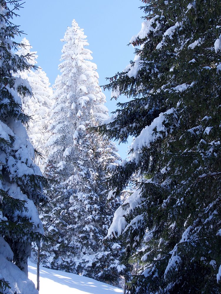 Frosted Tree art print by JB Hyler for $57.95 CAD