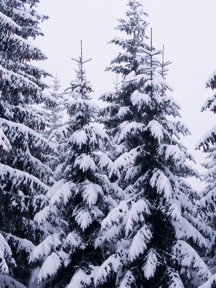 Snowy Evergreen art print by JB Hyler for $57.95 CAD