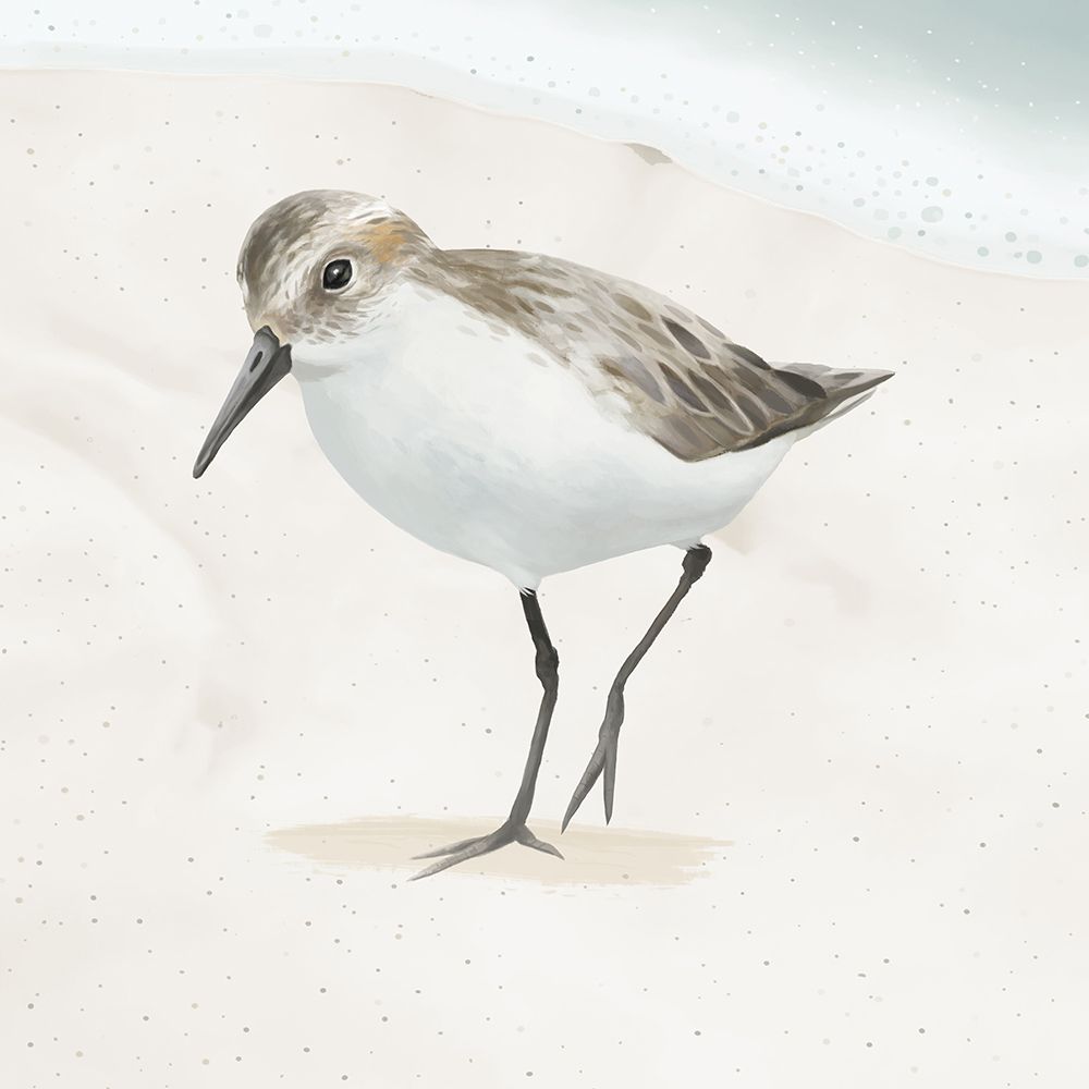 Sandpiper on the Beach II art print by Lucca Sheppard for $57.95 CAD