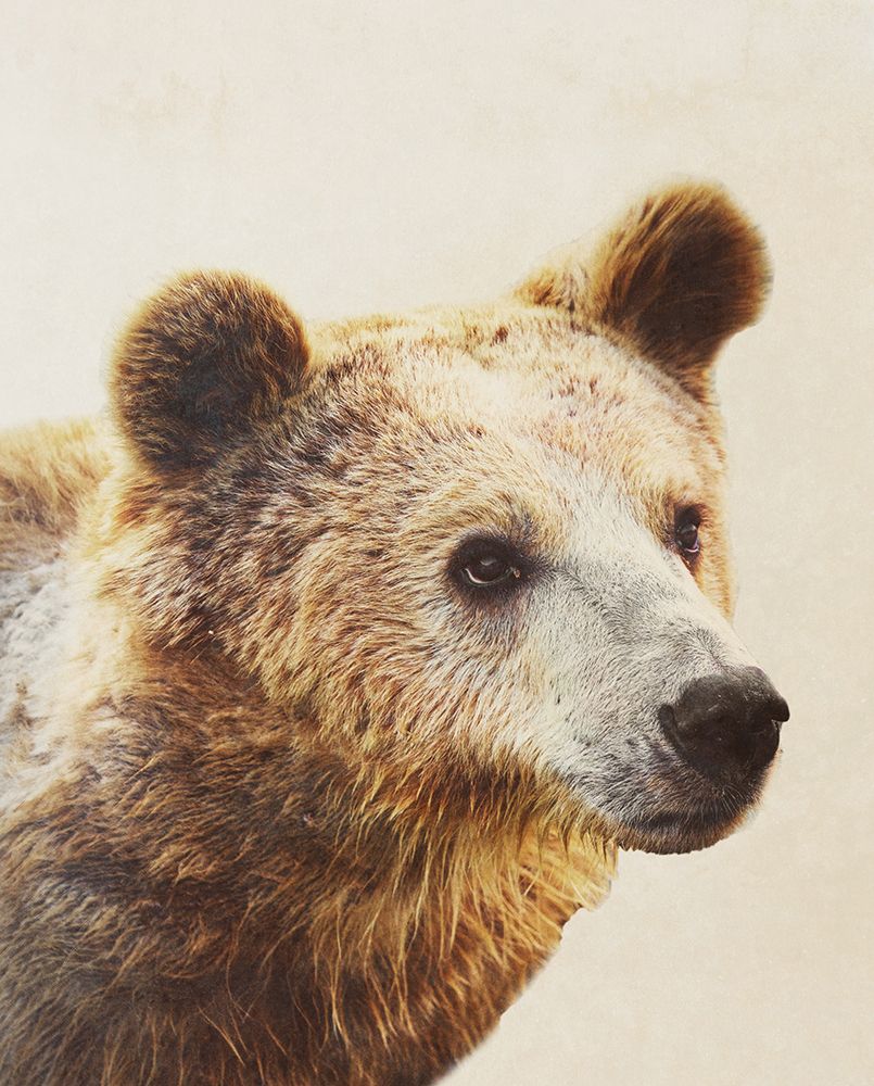 Bear Close Up art print by SD Graphics Studio for $57.95 CAD