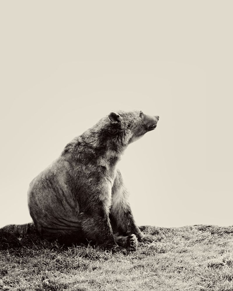 Sitting Bear art print by SD Graphics Studio for $57.95 CAD
