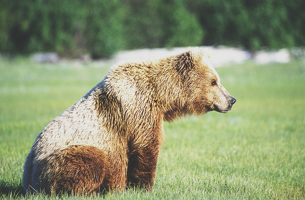 Gazing Bear art print by Carol Walker for $57.95 CAD