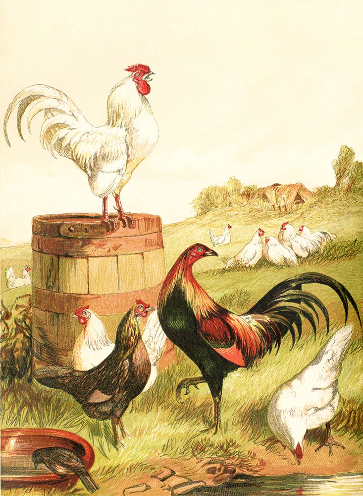 Happy Chickens art print by Piddix for $57.95 CAD