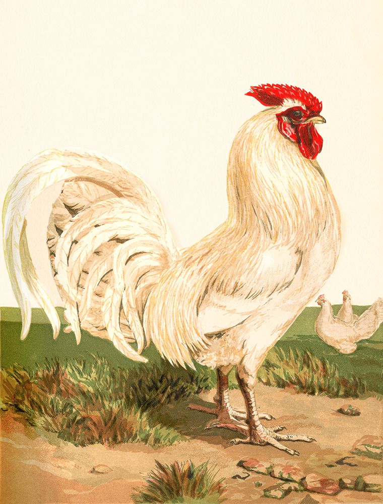 Hen art print by Piddix for $57.95 CAD