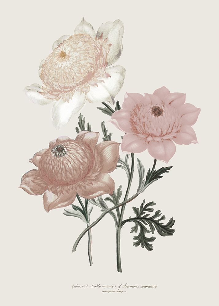 Anemone Coronaria I art print by Piddix for $57.95 CAD
