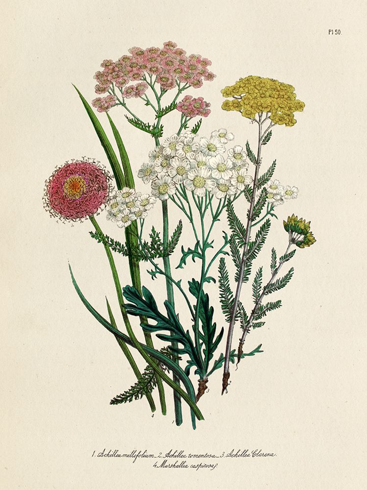 Vintage Flowers II art print by Piddix for $57.95 CAD