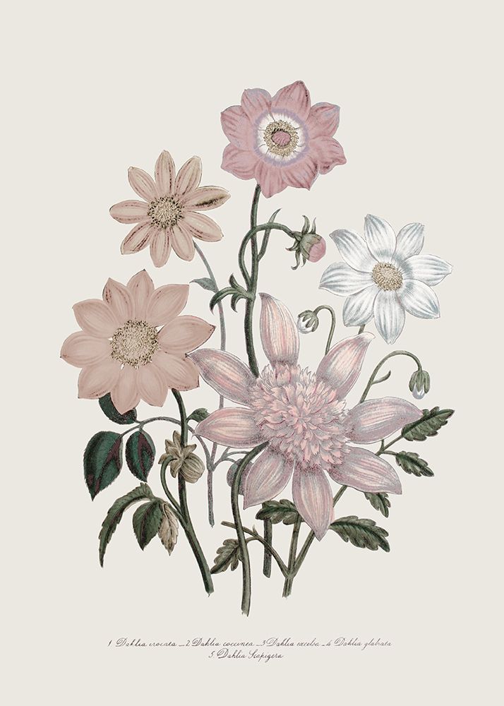 Anemone Coronaria II art print by Piddix for $57.95 CAD