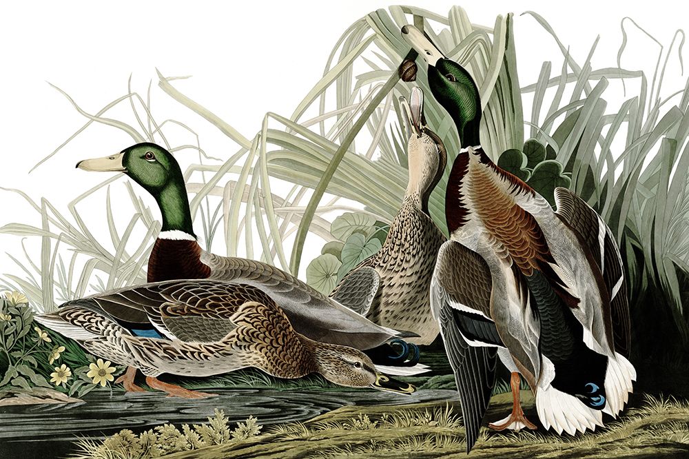 Duck Days art print by Piddix for $57.95 CAD
