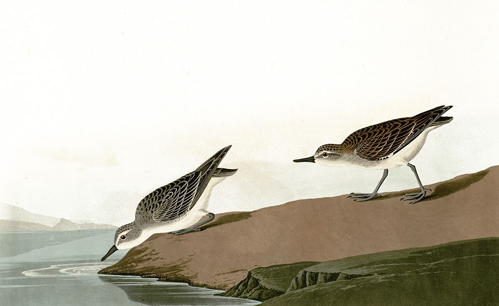 Ducks Heading For A Swim art print by Piddix for $57.95 CAD