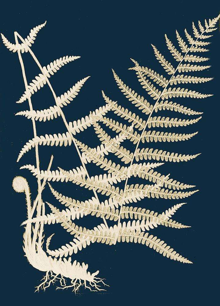 Ferns II art print by Piddix for $57.95 CAD
