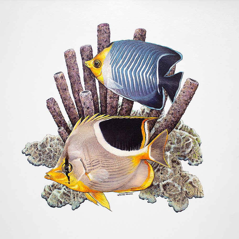 Saddleback Butterfly Fish art print by James Harris for $57.95 CAD