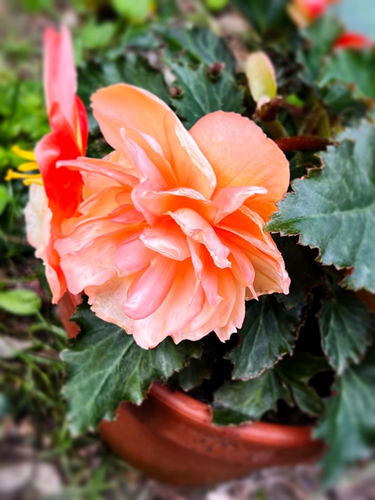 Potted Beauty art print by JB Hyler for $57.95 CAD