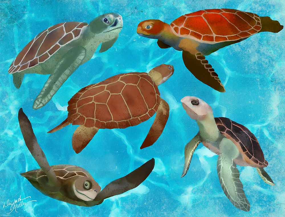 Five Sea Turtles art print by Elizabeth Medley for $57.95 CAD