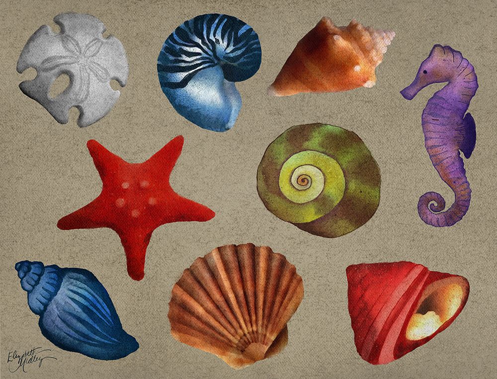 Sea Shells art print by Elizabeth Medley for $57.95 CAD
