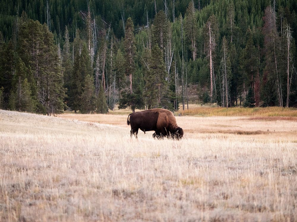 Grazing Bison art print by Stede Bonnett for $57.95 CAD