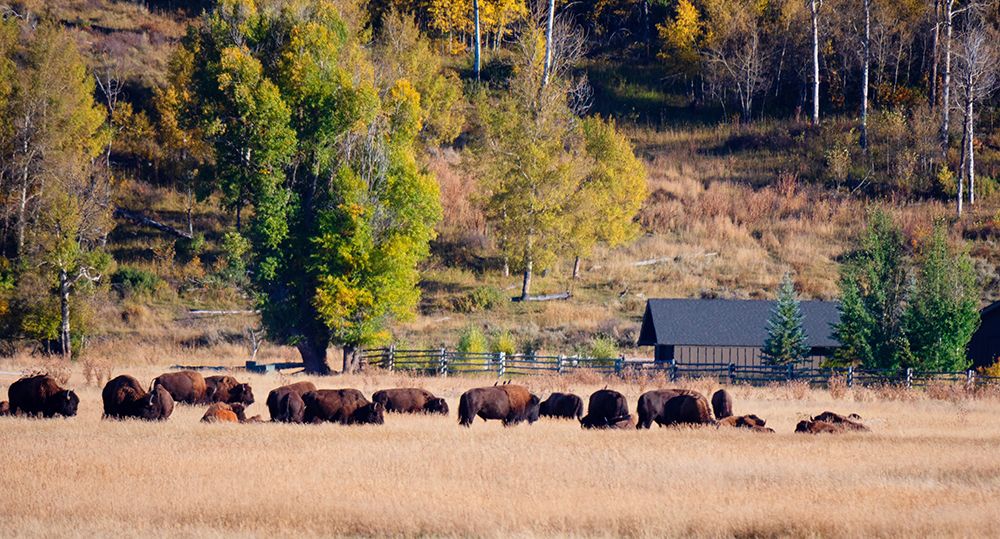 Bison Roam art print by Stede Bonnett for $57.95 CAD