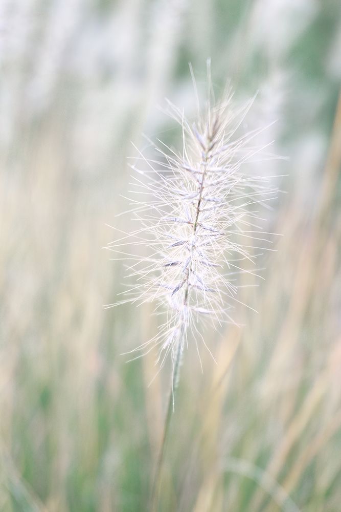 Jewel In The Grass I art print by Erin Marie for $57.95 CAD