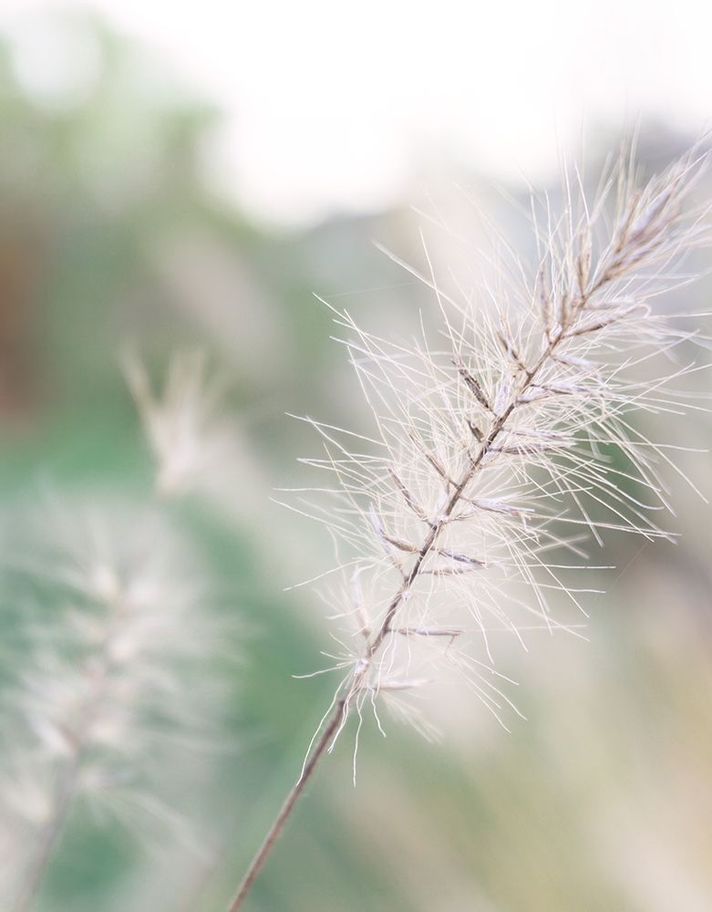 Jewel In The Grass III art print by Erin Marie for $57.95 CAD