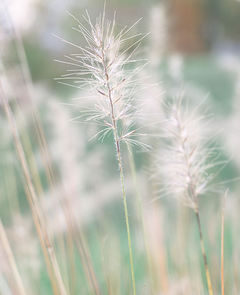 Jewel In The Grass II art print by Erin Marie for $57.95 CAD
