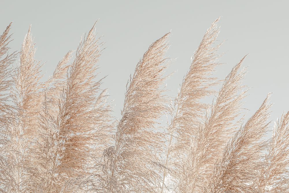 Pink Fields art print by Erin Marie for $57.95 CAD