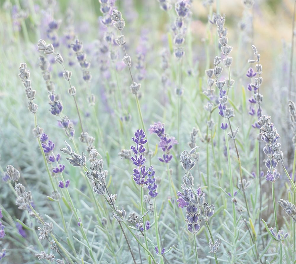 Wild Fields art print by Erin Marie for $57.95 CAD