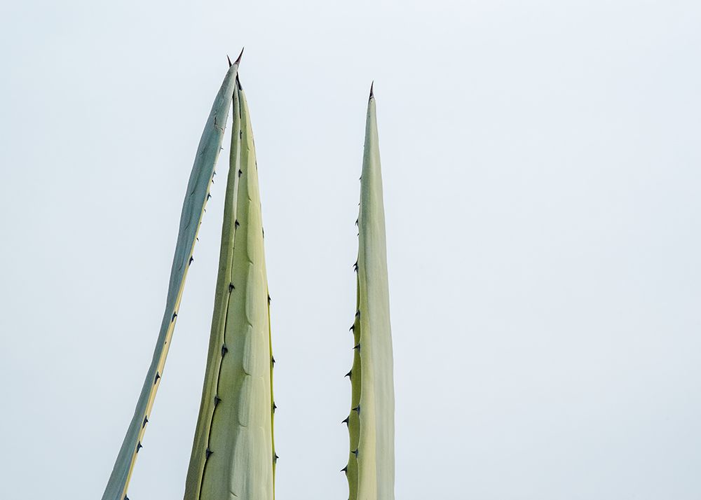 Cactus Pointing To The Sky art print by Erin Marie for $57.95 CAD