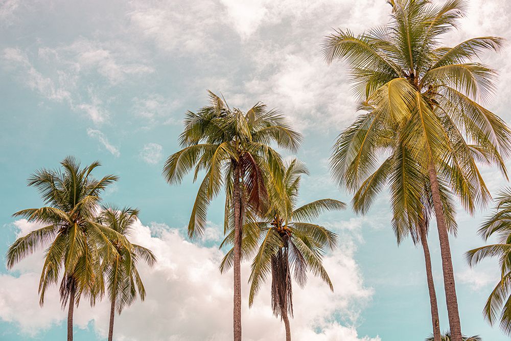 Sunny Palms art print by Erin Marie for $57.95 CAD