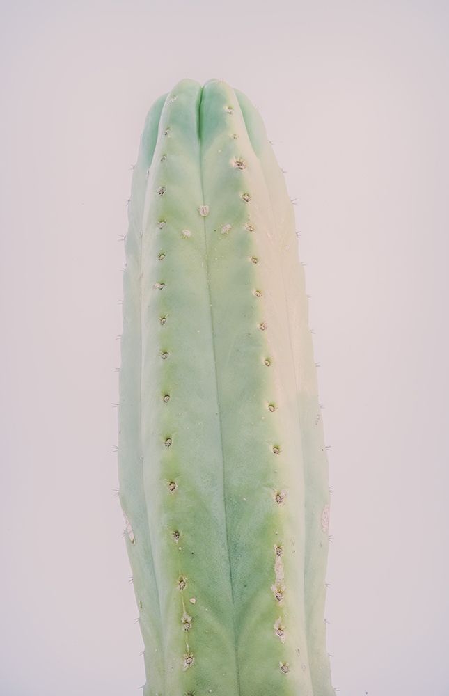 Taratula Cactus art print by Erin Marie for $57.95 CAD