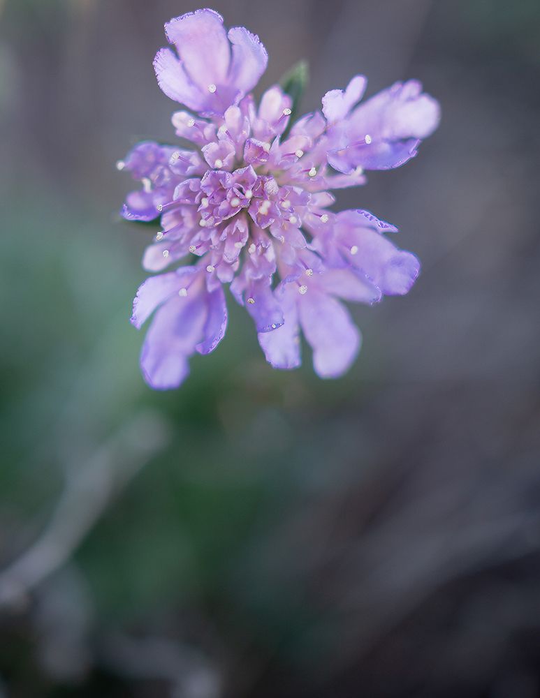Purple Floral Bloom art print by Erin Marie for $57.95 CAD