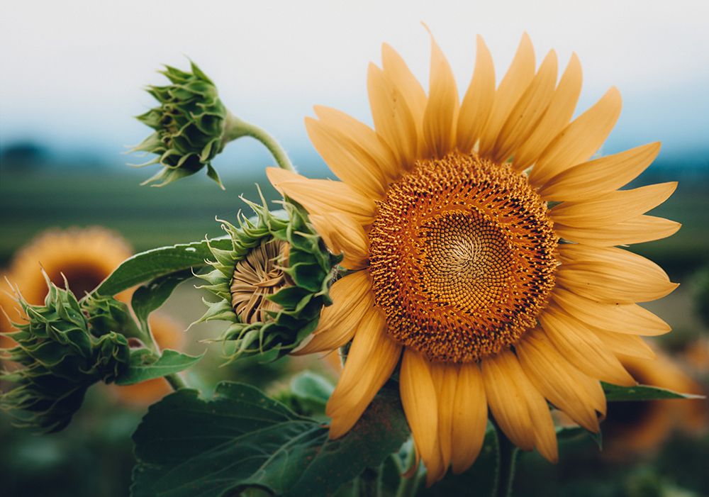Evening Sunflower art print by Erin Marie for $57.95 CAD