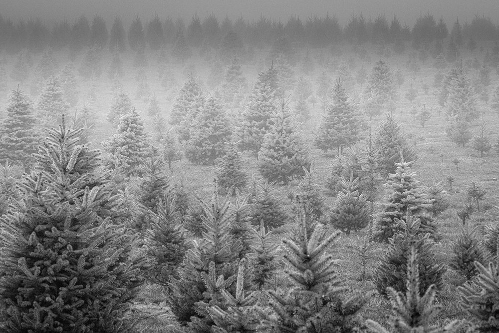 Foggy Trees art print by Erin Marie for $57.95 CAD