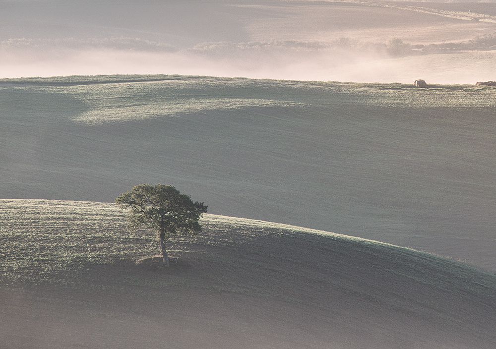Lone Tree art print by Erin Marie for $57.95 CAD