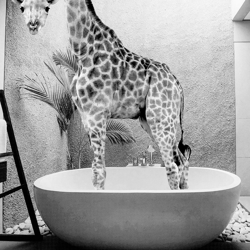 Safari Bath I art print by SD Graphics Studio for $57.95 CAD