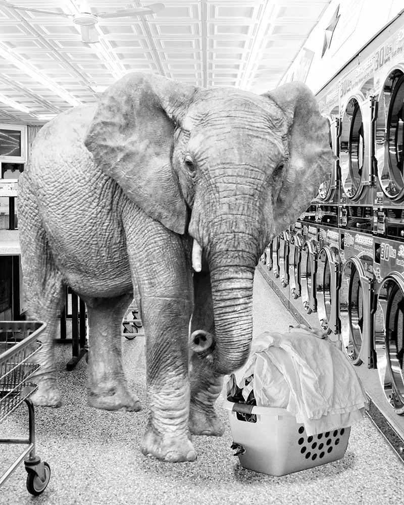 Safari Laundromat Elephant art print by SD Graphics Studio for $57.95 CAD
