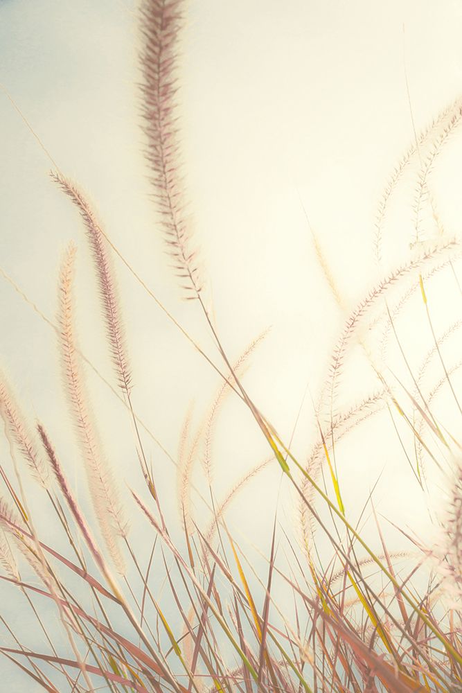 Beach Grass art print by Bill Carson Photography for $57.95 CAD