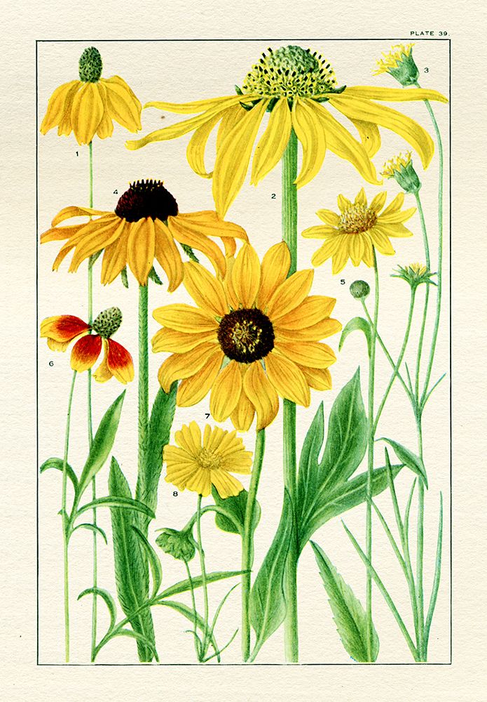 Wild Sunflowers I art print by Piddix for $57.95 CAD
