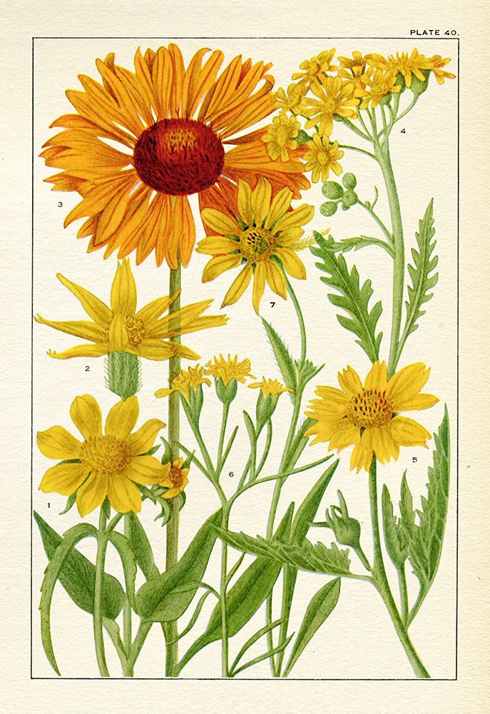 Wild Sunflowers II art print by Piddix for $57.95 CAD