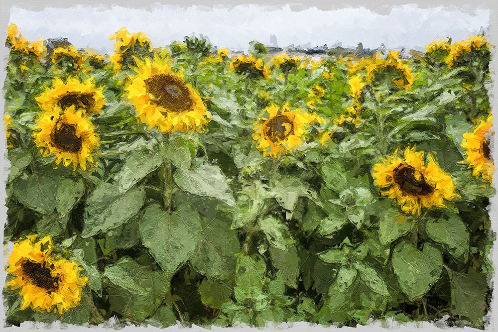 Catching Sunlight art print by Bill Carson Photography for $57.95 CAD