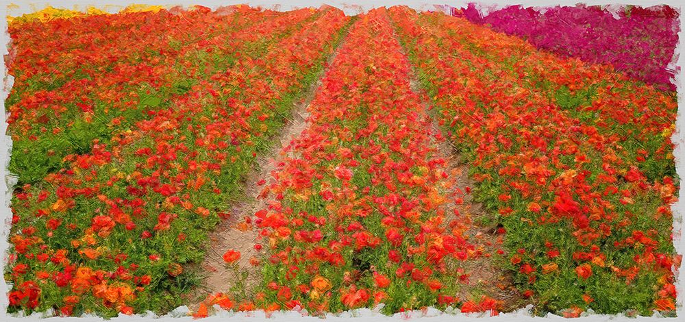 Floral Field art print by Bill Carson Photography for $57.95 CAD