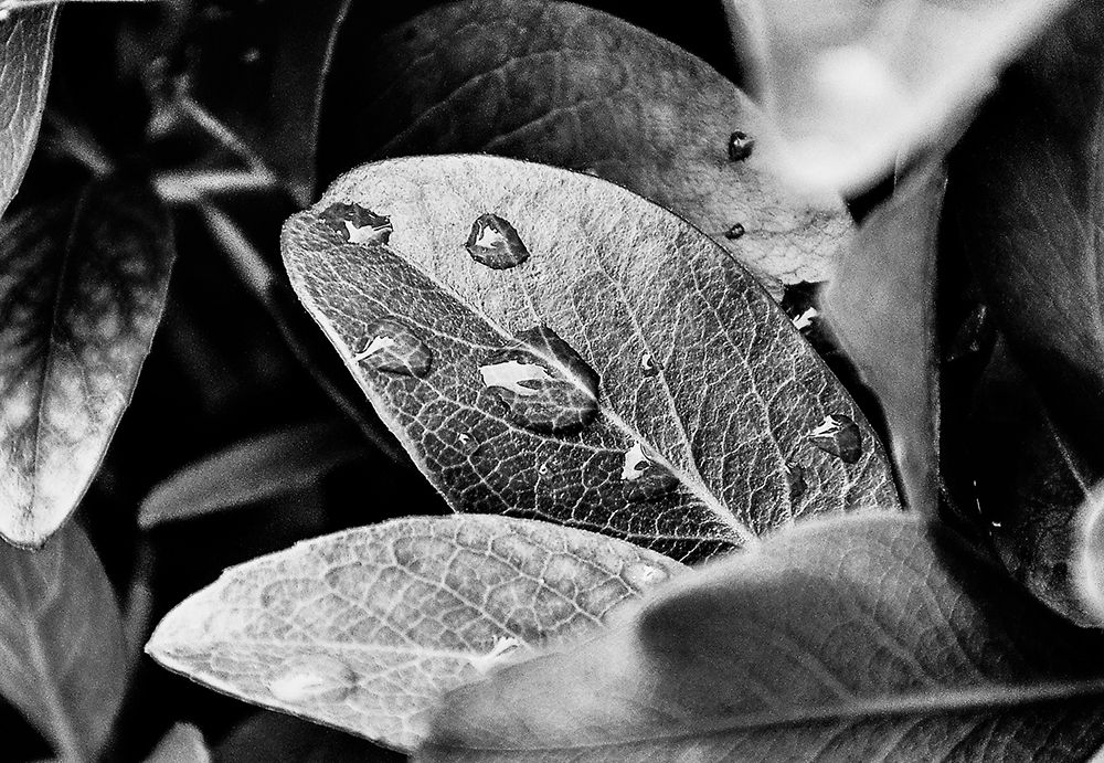 Dew Drops art print by Bill Carson Photography for $57.95 CAD
