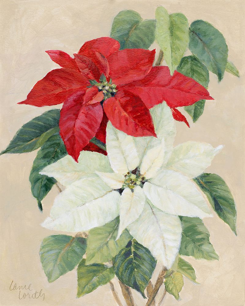 White and Red Poinsettias art print by Lanie Loreth for $57.95 CAD