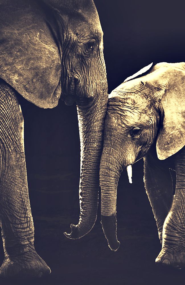 Elephant Love art print by SD Graphics Studio for $57.95 CAD