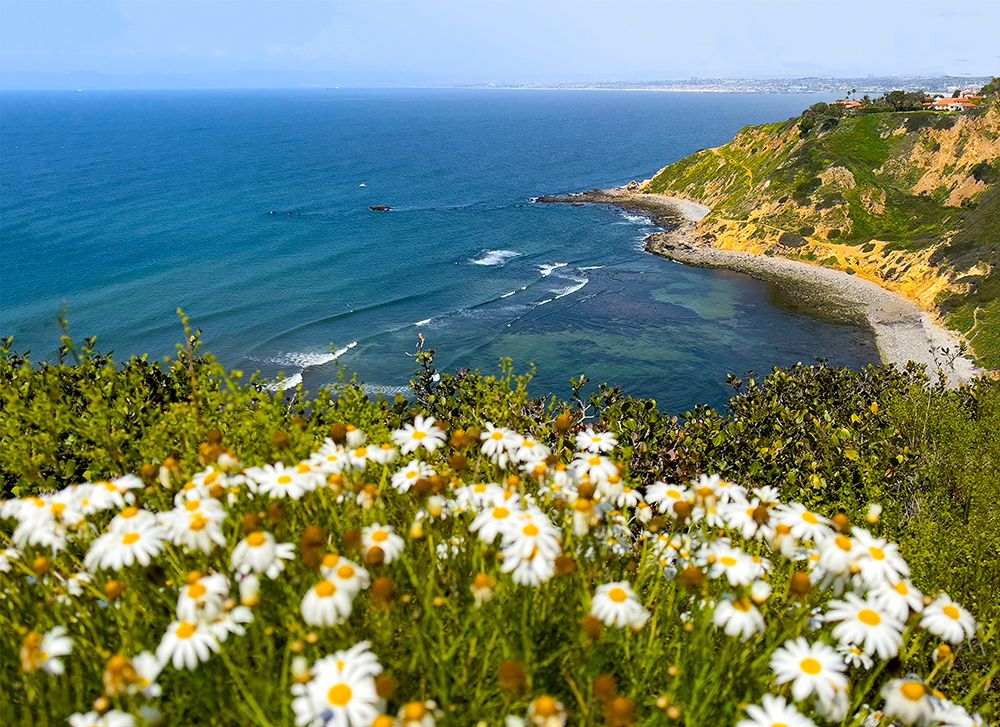 Coastal Daisies art print by Kathy Mansfield for $57.95 CAD