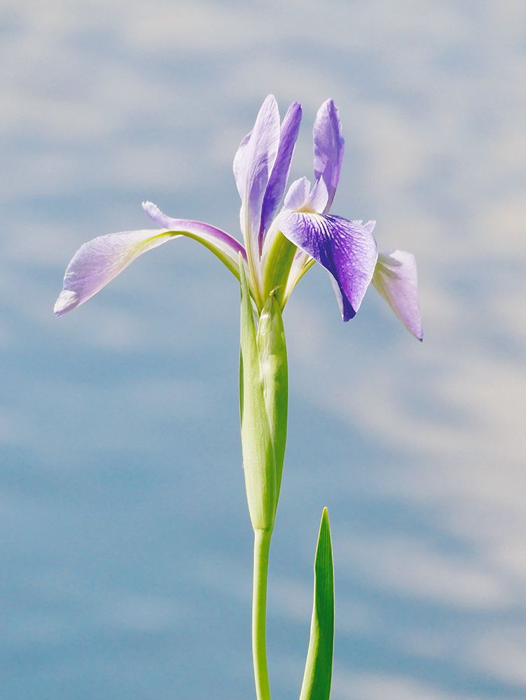 Purple Bloom art print by Gail Peck for $57.95 CAD