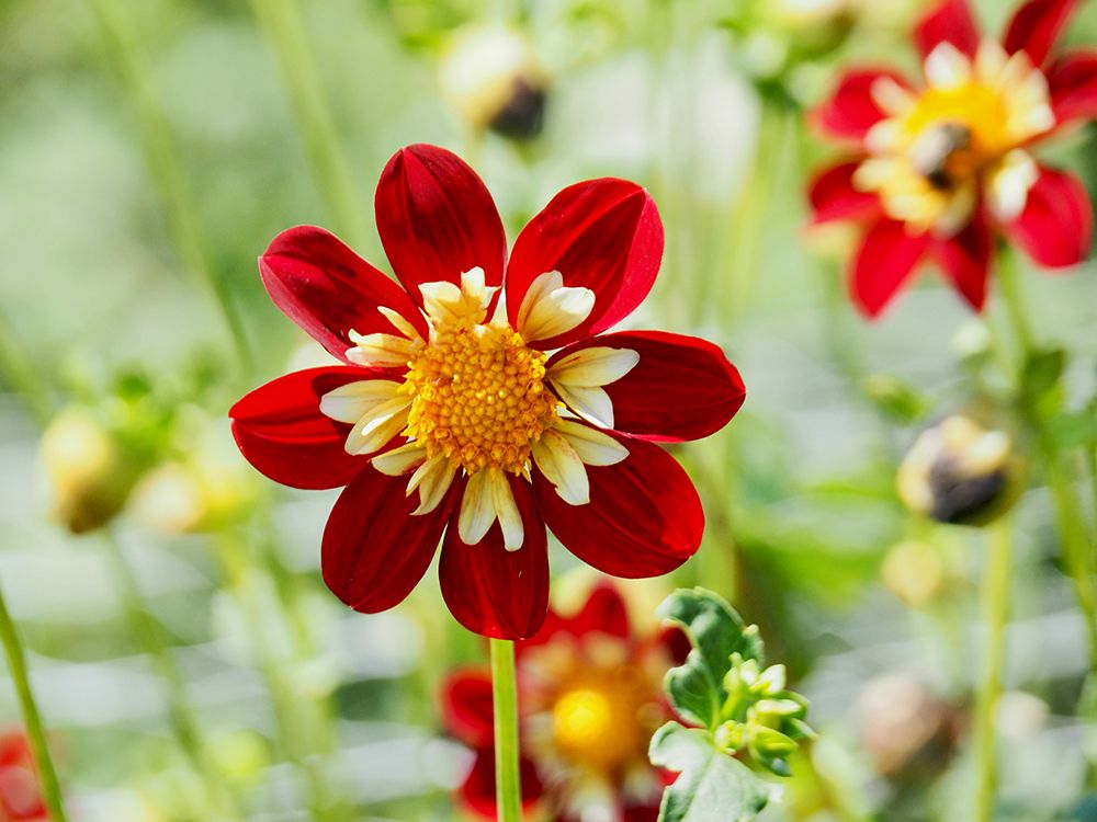 Red Floral art print by Gail Peck for $57.95 CAD