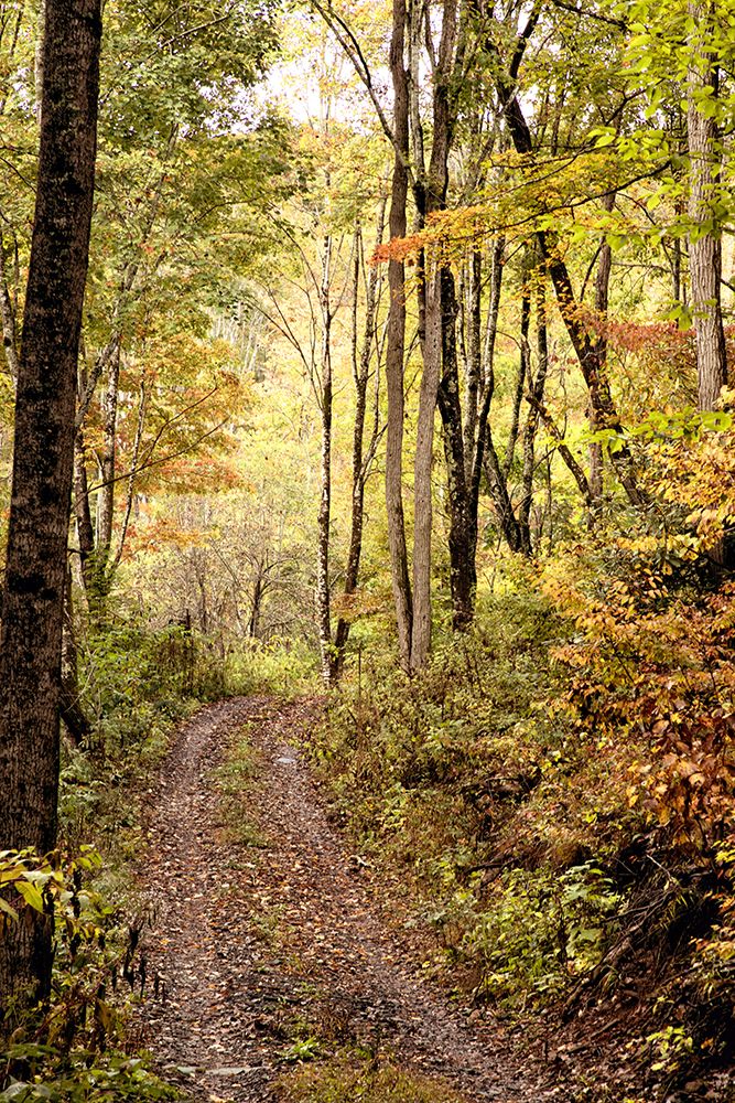 Wooded Road art print by Kathy Mansfield for $57.95 CAD