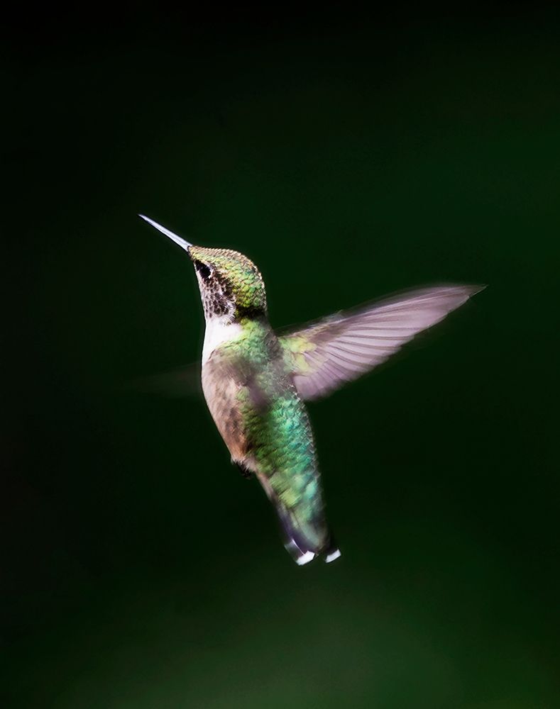 A Hummingbird art print by Kathy Mansfield for $57.95 CAD