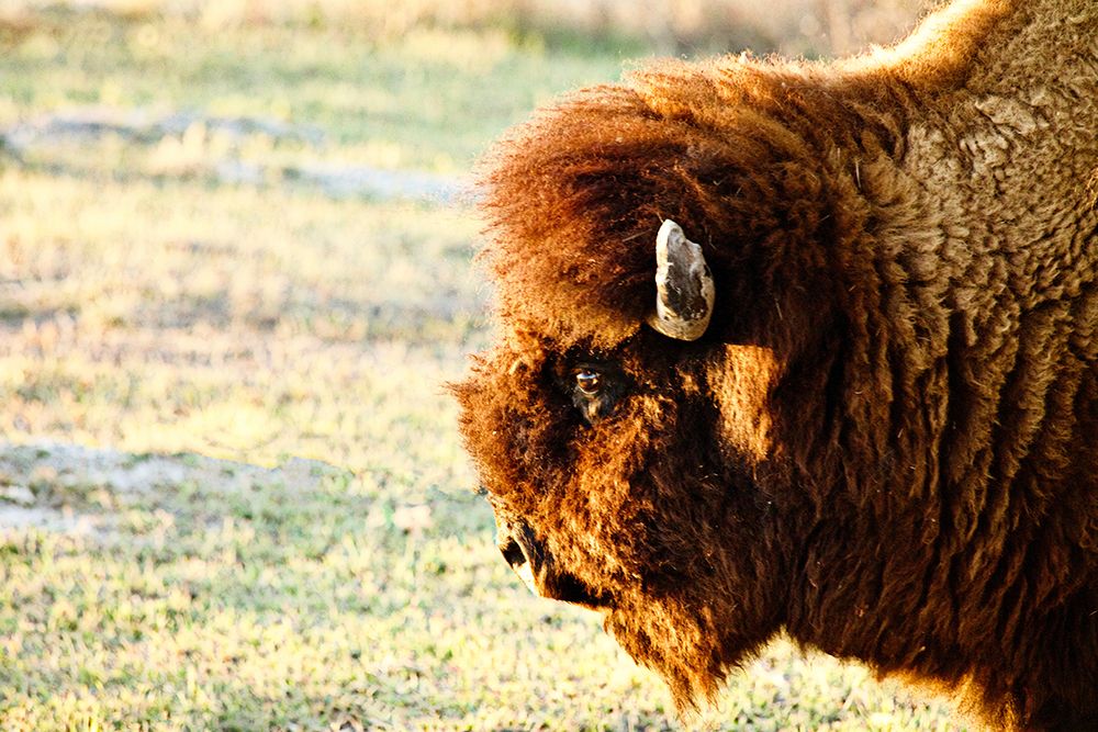 Bison II art print by Lisa Hill Saghini for $57.95 CAD