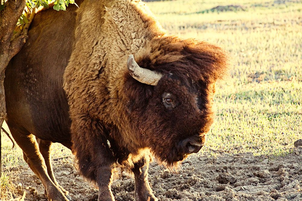 Bison I art print by Lisa Hill Saghini for $57.95 CAD